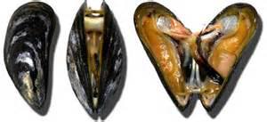 04moule.jpg