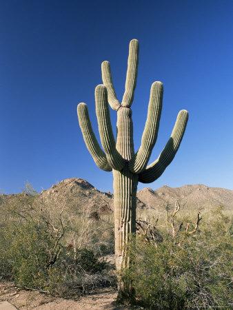 390-2331-Saguaro-Cactus-Cereus-Giganteus-Saguaro-National-Park-West-Tucson-Arizona-USA-Posters-1-.jpg