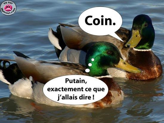 canard-parle.jpg