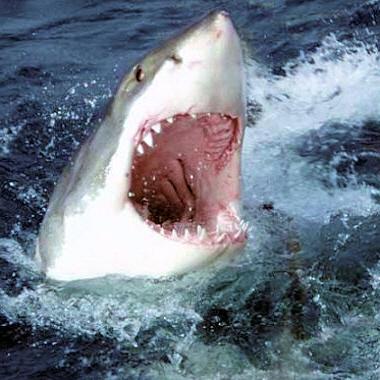 requin.jpg