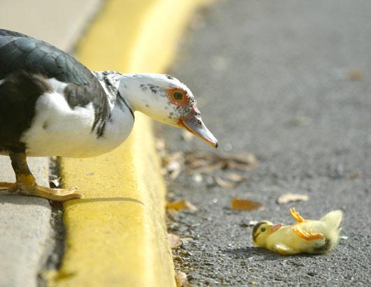 vilain-petit-canard-1-.jpg