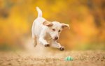 dog-puppy-ball-game-jump.jpg