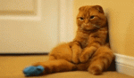 chat-boudeur.gif