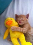 calin.png