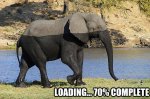elephant.jpg