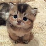 chaton.jpg