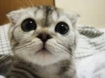 chaton2.jpg