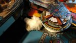 scotch et coton.JPG scotch et coton.JPG