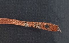 patte1.jpg