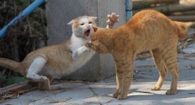 Fighting_cat.jpg