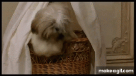 choupette.gif