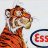 tiger66
